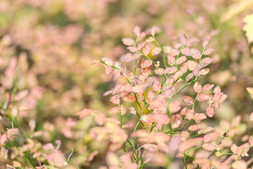 Autumn bush cranberries with yellowed leaves in the forest.