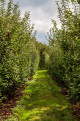 Fototapeta premium Beautiful apple orchard in a row at both sides british columbia canada.