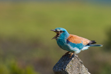 European Roller, (Coracias garrulus) in a natural habitat.