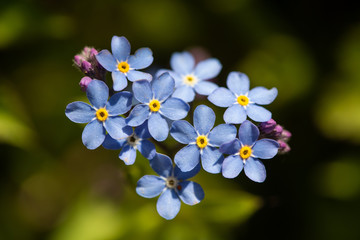 Field Forget-me-not (Myosotis arvensis)