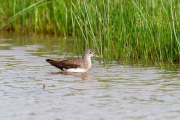 Green Sandpiper, (Tringa ochropus) in its natural habitat.