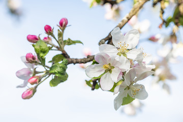Apple tree (Malus domestica) blossoms