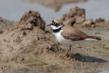 Common Ringed Plover, (Charadrius) in a natural habitat.