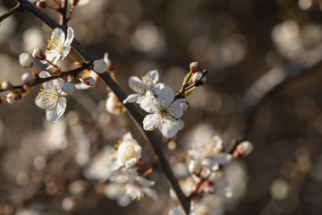 Mirabelle plum, mirabelle prune or cherry plum (Prunus domestica subsp. syriaca)