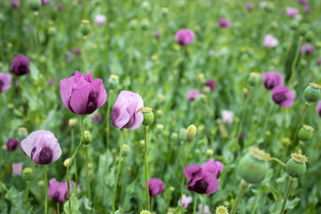 Obraz premium Poppy field. Poppy flowers swaying on wind in the field.