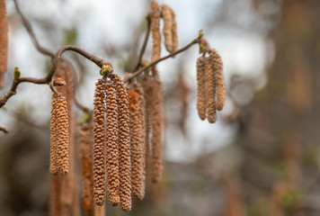 Catkins of Common Hazel (Corylus avellana)