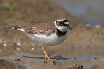 Common Ringed Plover, (Charadrius) in a natural habitat.