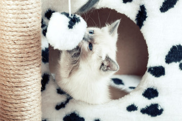 A funny white Thai kitten plays with a fur ball on a rope