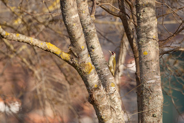 European Green Woodpecker, (Picus viridis) in its natural habitat.