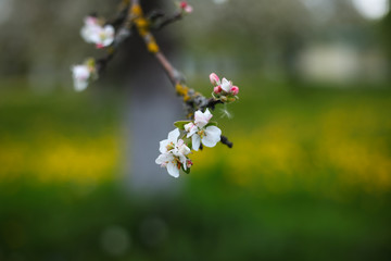 blooming apple garden ,spring background