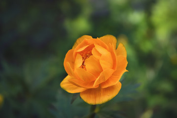 European Globeflower blooming in wet meadow. Latin name Trollius europaeus.