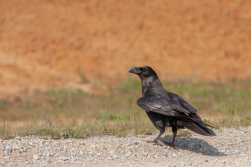 Northern Raven, (Corvus corax) in a natural habitat.