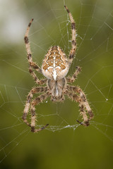 Araña de la cruz en su tela.