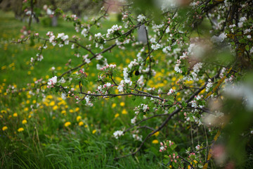 blooming apple garden,romantic spring background