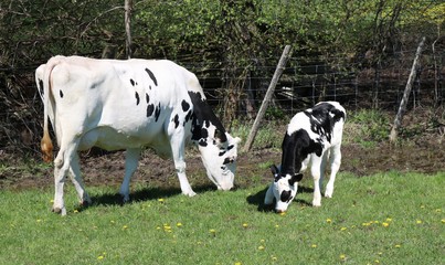 Holstein cow and calf eating in a wet part of the meadow on a sunny spring morning