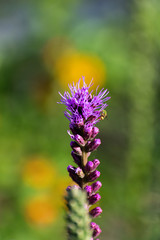 Dense Gayfeather with green fly on side