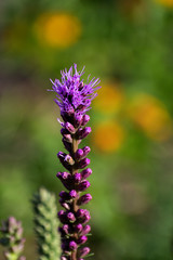 Dense Gayfeather with yellow and green background