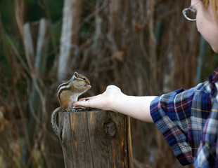 The next visit of a wild, but friendly and sociable chipmunk to his friends in the woods in the country