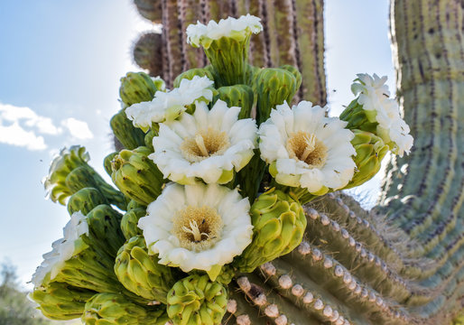 saguaro cactus blooms