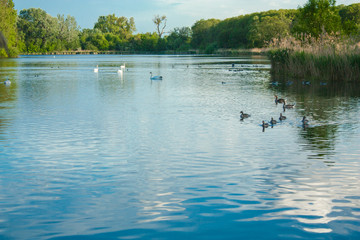 Naklejka na ściany i meble White swans and ducks floating on the pond with the blue water on the trees and bulrush background in the evening sunlight