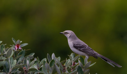 Sinsonte común -   Mimus gilvus -  Tropical Mockingbird