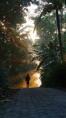 silhouette of a man walking in the woods