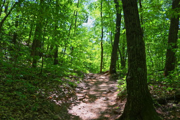 footpath in the forest