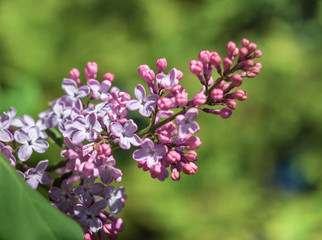 Fototapeta na wymiar Lilac flowers in May - close-up. Green bokeh background