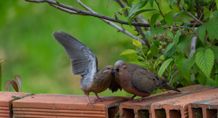 tórtola orejuda  (Zenaida auriculata) Adult feeding its chick observed in Cajicá Cundinamarca