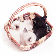 Three little kittens in a wicker basket on a white background