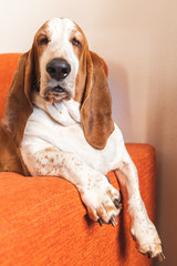 Dog resting bored indoors. basset sitting or lying on the couch in the living room funny with too...