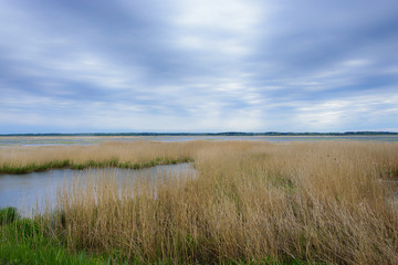 A lake overgrown with reeds on a windy cloudy May day.