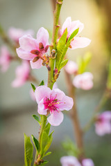 Macro shot of blooming peach tree over blurred background