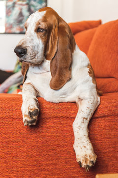 Dog resting bored indoors. basset sitting or lying on the couch in the living room funny with too much laziness big ears and droopy eyes
