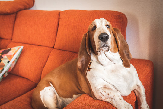 Dog resting bored indoors. basset sitting or lying on the couch in the living room funny with too much laziness big ears and droopy eyes
