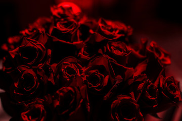 Rosas rojas en un fondo oscuro