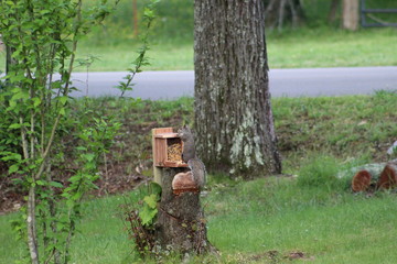 Squirrel at feeder