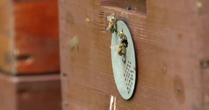 Detail of crowded gate into wooden bee hive. Bees arriving with legs wrapped by yellow pollen. Bees leaving hive and flying for new batch of pollen. Production of sweet honey. Bees working hard.