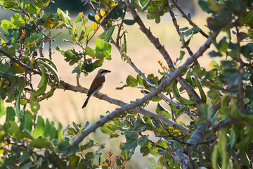 Red-backed shrike Lannius Collurio on the tree branch