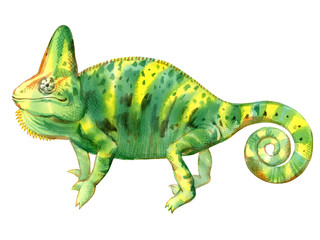 Watercolor painting of chameleon isolated on white background. Original stock illustration of lizard.