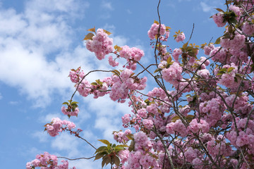 cerisier au printemps