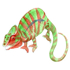 Fototapeta premium Watercolor painting of chameleon isolated on white background. Original stock illustration of lizard.
