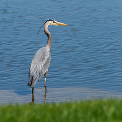 Blue heron standing  in shallow water at edge of pond.