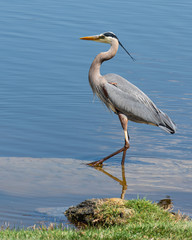 Blue heron walking in shallow water.