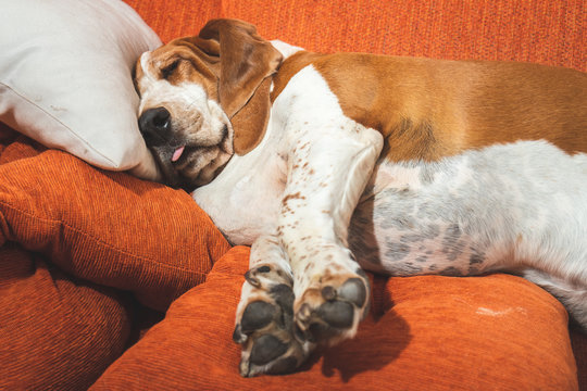 Fat dog resting deeply funny with tongue out and big ears. Sleeping white and brown Basset Hound on the couch