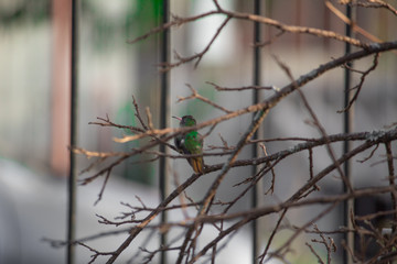 Hummingbird on a dry tree in fall