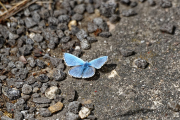 Papillon