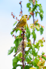 European greenfinch male above and female below (Chloris chloris)