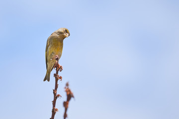 European greenfinch bird sitting on a branch (Chloris chloris)