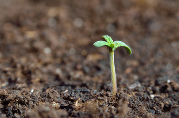 Young sprouts of hemp germinate in the ground. Growing Cannabis